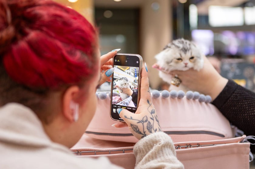 Prezentacja kotów rasowych w Magnolia Park - 24 marca