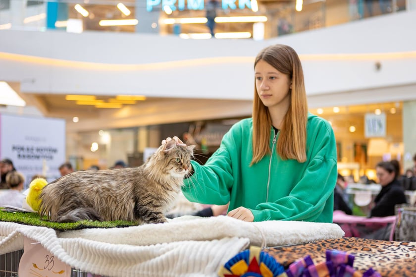 Prezentacja kotów rasowych w Magnolia Park - 24 marca