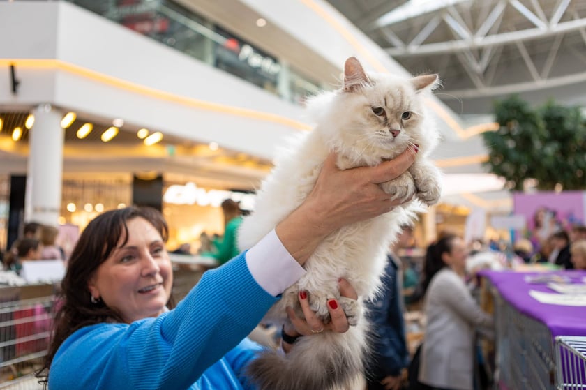 Prezentacja kotów rasowych w Magnolia Park - 24 marca