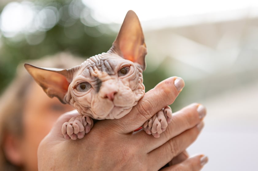 Prezentacja kotów rasowych w Magnolia Park - 24 marca