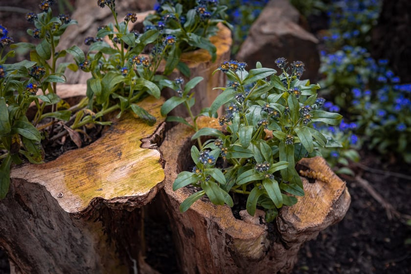 Wrocławski ogr&oacute;d botaniczny otwarty. Można go odwiedzać od 1 kwietnia do końca października.