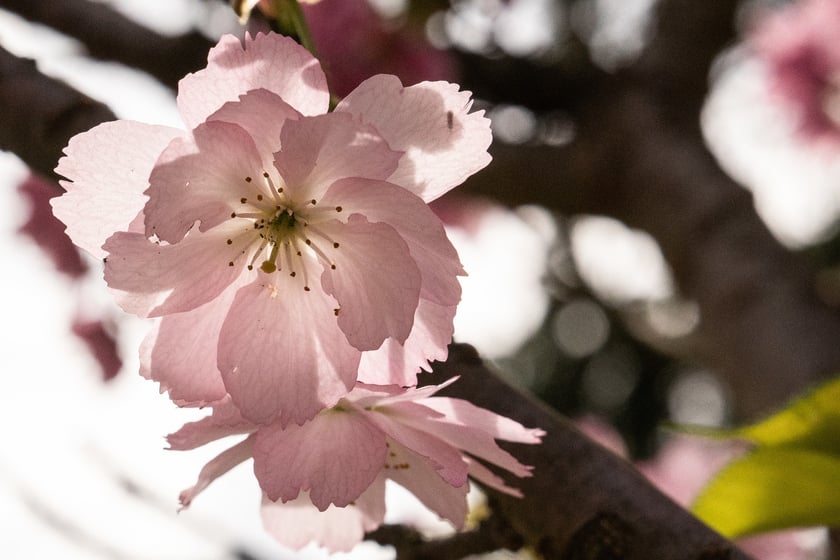 Aleja Sekur, Park Szczytnicki