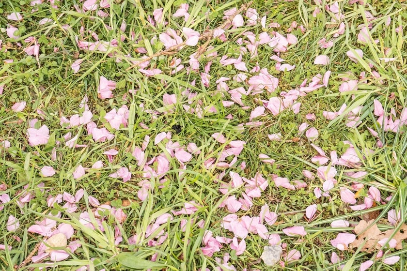 Aleja Sekur, Park Szczytnicki