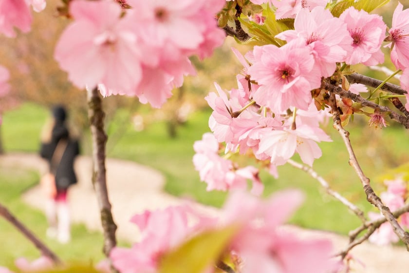 Aleja Sekur, Park Szczytnicki