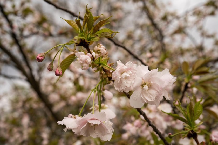 Aleja Sekur, Park Szczytnicki