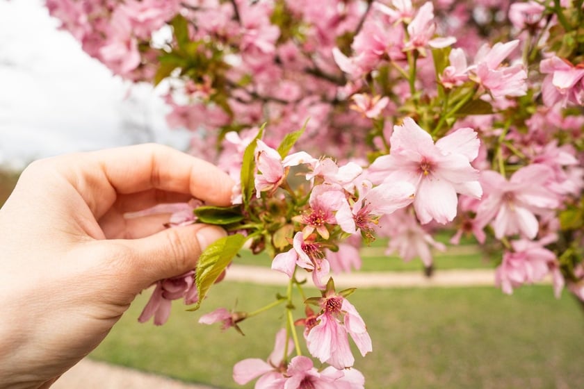 Aleja Sekur, Park Szczytnicki