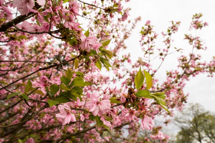 Aleja Sekur, Park Szczytnicki