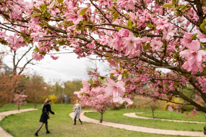 Aleja Sekur, Park Szczytnicki