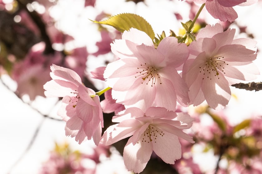 Aleja Sekur, Park Szczytnicki