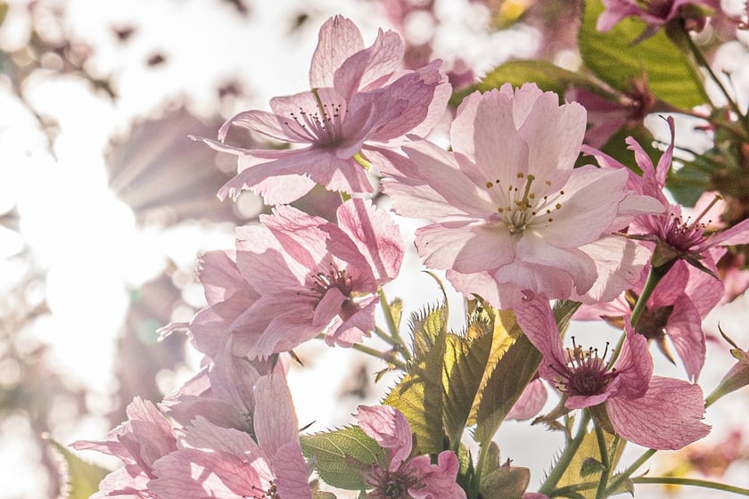 Aleja Sekur, Park Szczytnicki