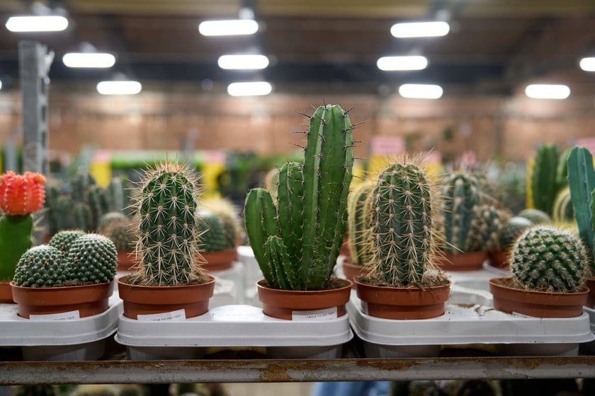 Festiwal Roślin w Czasoprzestrzeni