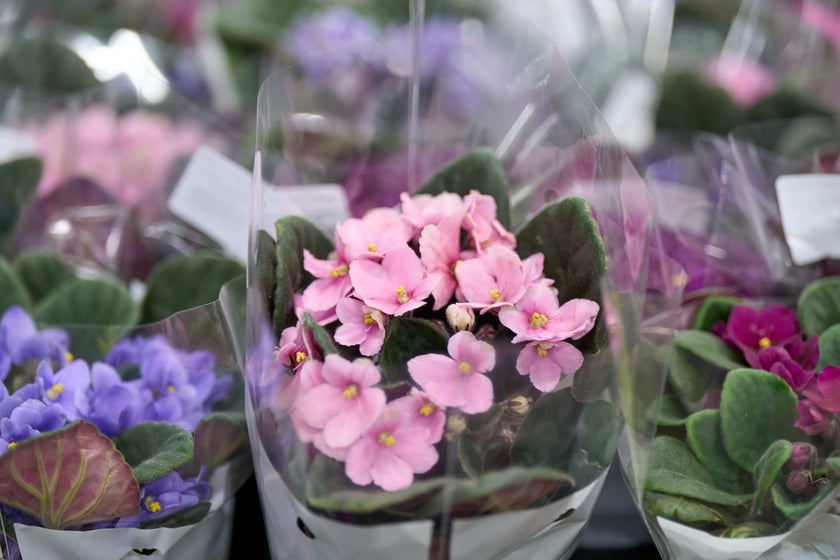 Festiwal Roślin w Czasoprzestrzeni