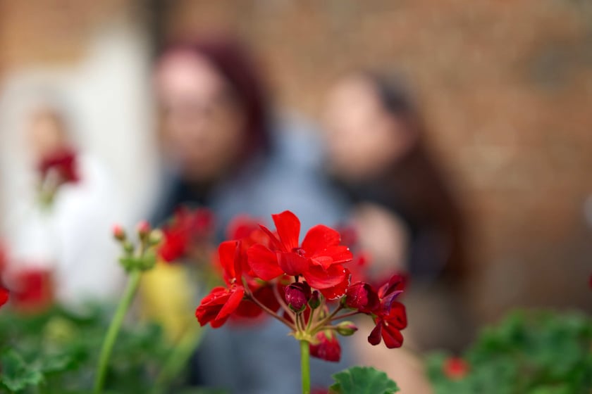 Festiwal Roślin w Czasoprzestrzeni