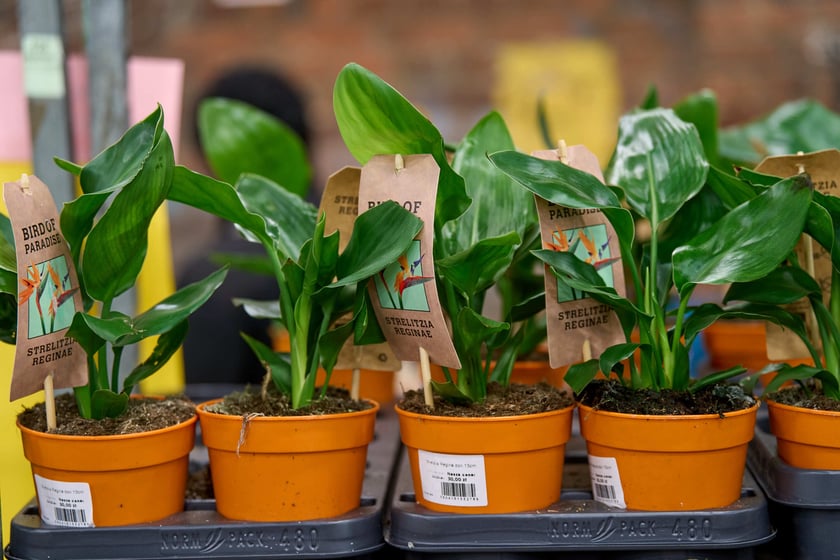 Festiwal Roślin w Czasoprzestrzeni