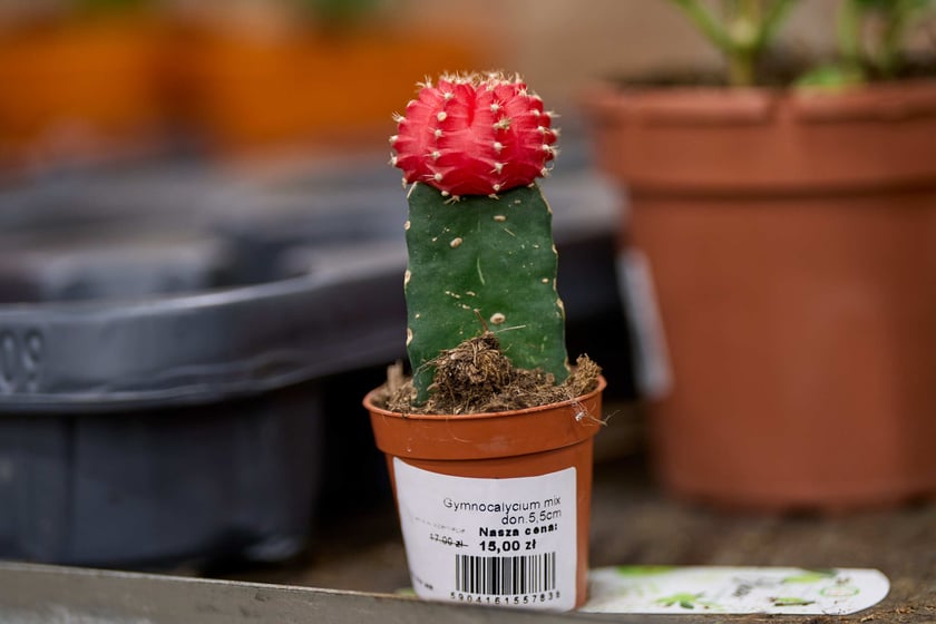 Festiwal Roślin w Czasoprzestrzeni