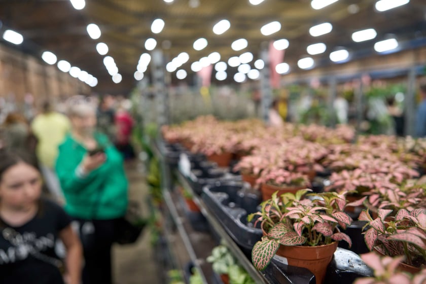 Festiwal Roślin w Czasoprzestrzeni