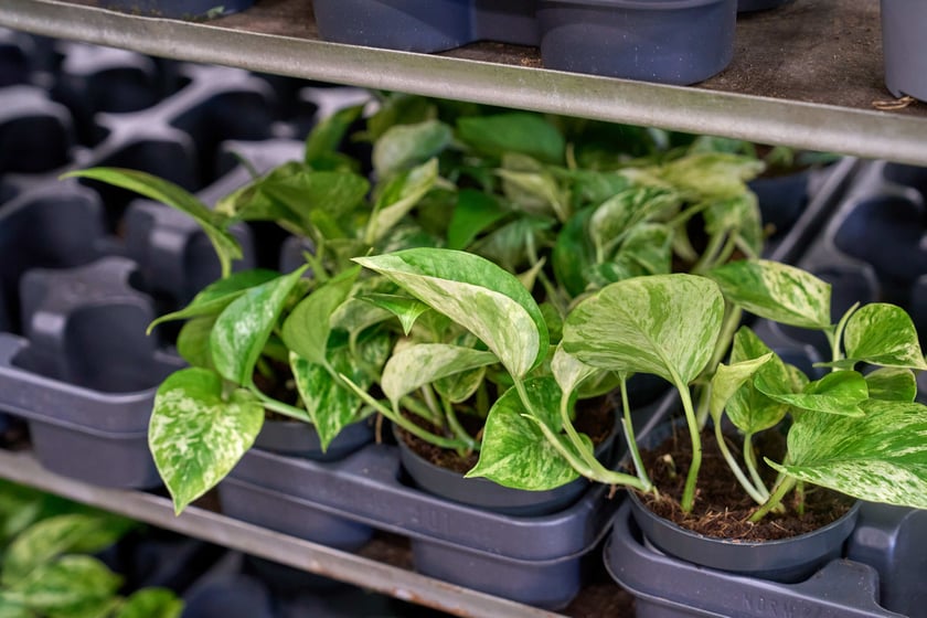 Festiwal Roślin w Czasoprzestrzeni