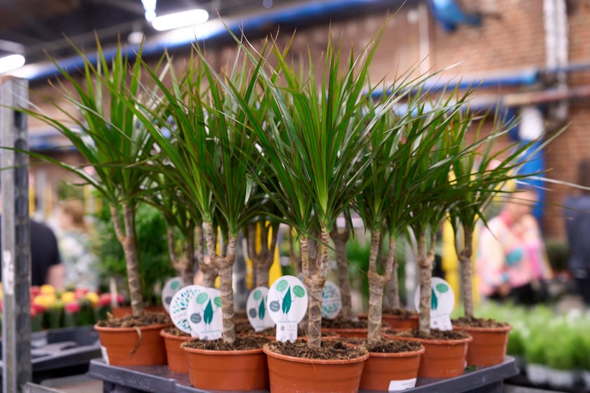 Festiwal Roślin w Czasoprzestrzeni