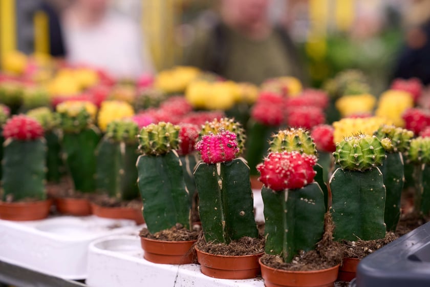 Festiwal Roślin w Czasoprzestrzeni