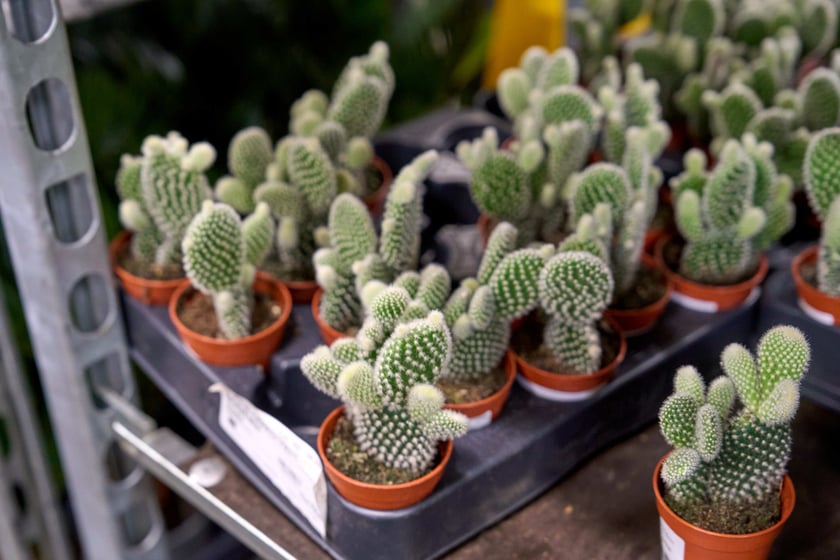 Festiwal Roślin w Czasoprzestrzeni