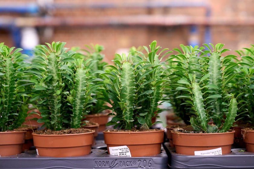 Festiwal Roślin w Czasoprzestrzeni