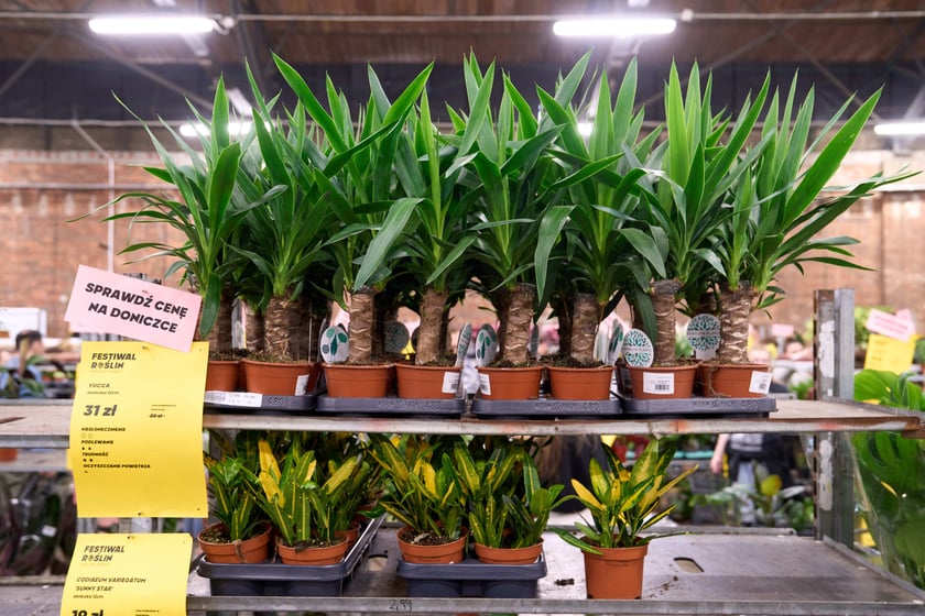 Festiwal Roślin w Czasoprzestrzeni