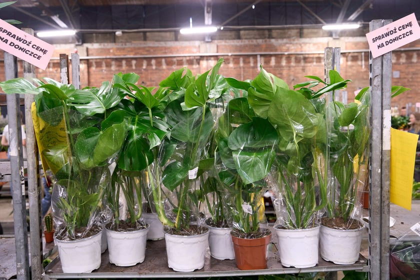 Festiwal Roślin w Czasoprzestrzeni