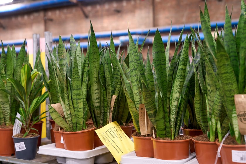 Festiwal Roślin w Czasoprzestrzeni