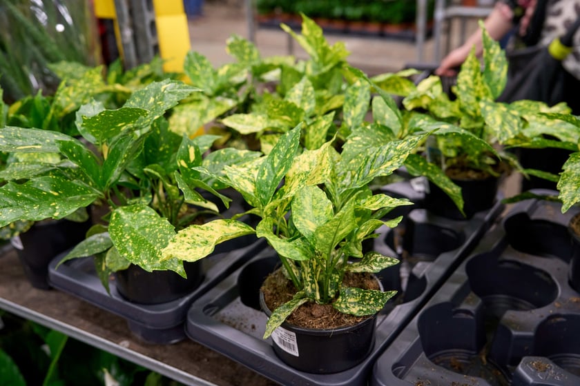 Festiwal Roślin w Czasoprzestrzeni