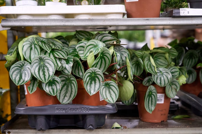 Festiwal Roślin w Czasoprzestrzeni