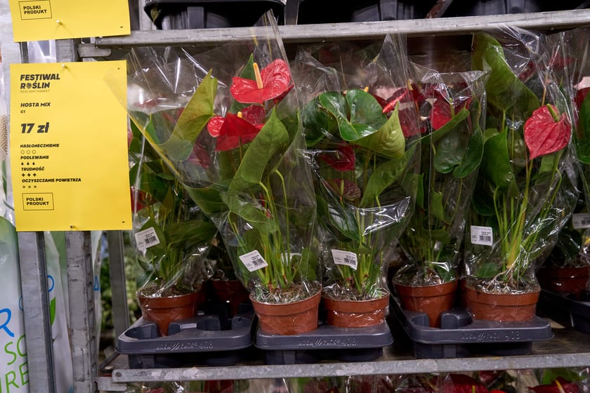 Festiwal Roślin w Czasoprzestrzeni