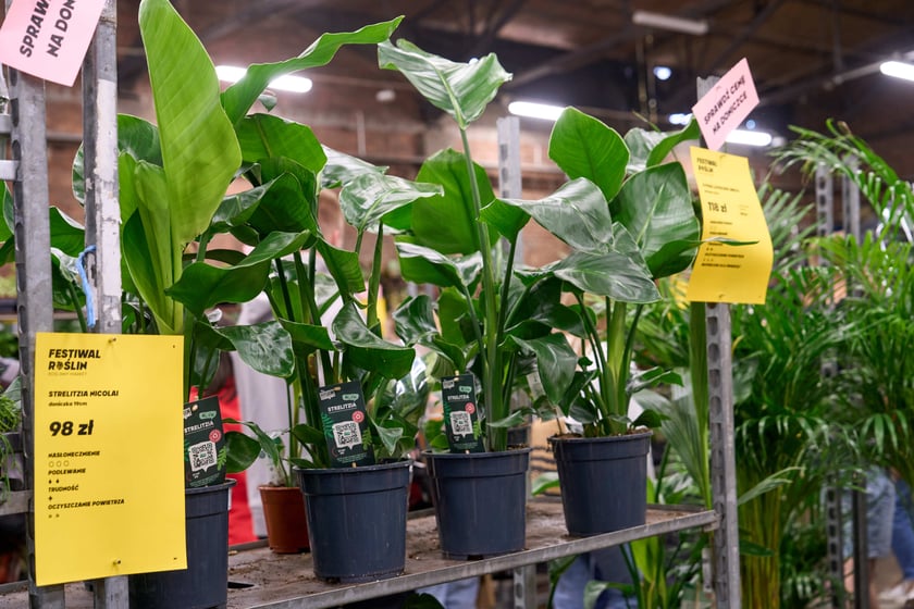 Festiwal Roślin w Czasoprzestrzeni