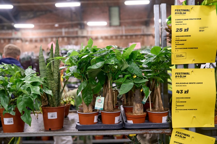 Festiwal Roślin w Czasoprzestrzeni