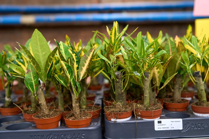 Festiwal Roślin w Czasoprzestrzeni
