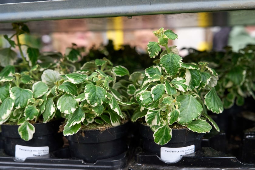 Festiwal Roślin w Czasoprzestrzeni