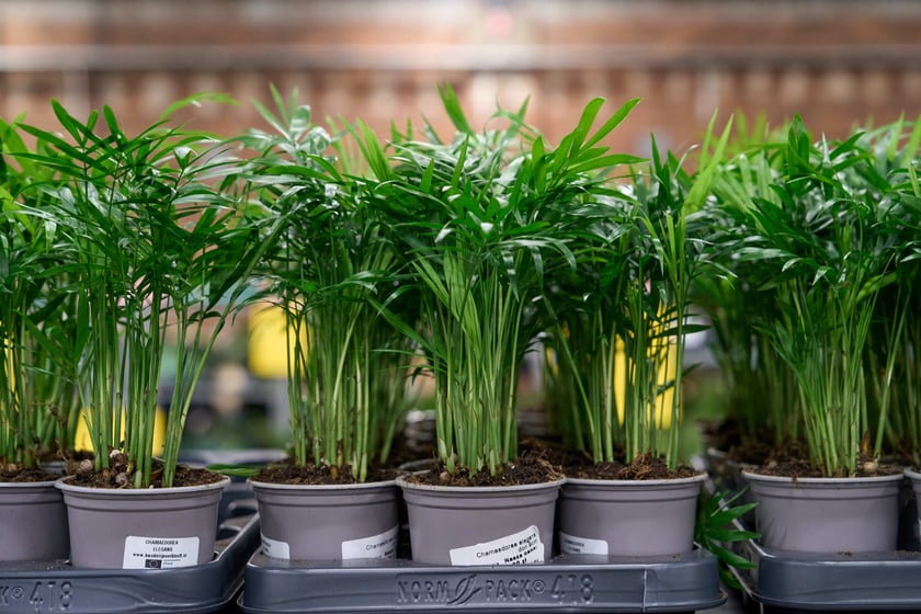 Festiwal Roślin w Czasoprzestrzeni