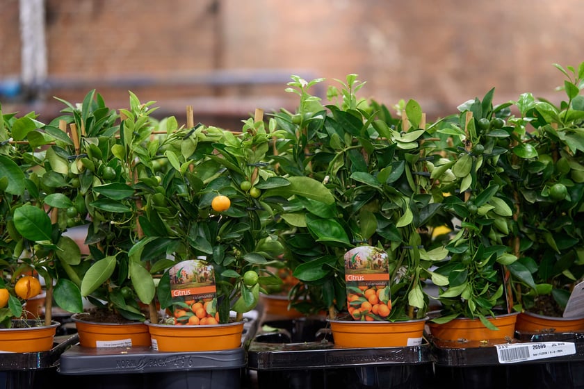 Festiwal Roślin w Czasoprzestrzeni