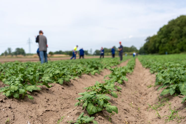 Farma Miejska z eko warzywami dla najmłodszych wrocławian