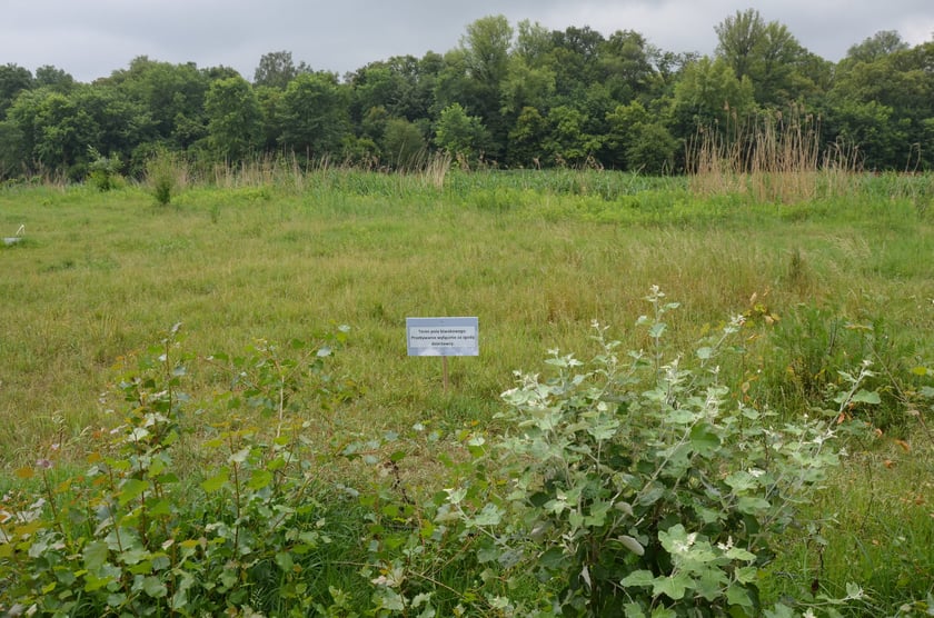Teren wydzierżawiony przez Wody Polskie prywatnej firmie na pole biwakowe, Bartoszowice