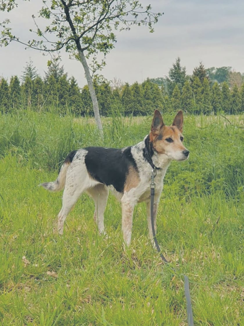 Jamajka