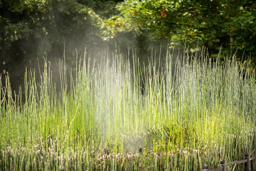 Zraszacze przy Promenadzie Staromiejskiej
