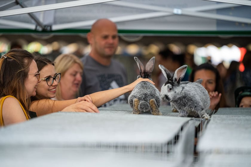 Regionalna Wystawa Zwierząt Hodowlanych we Wrocławiu
