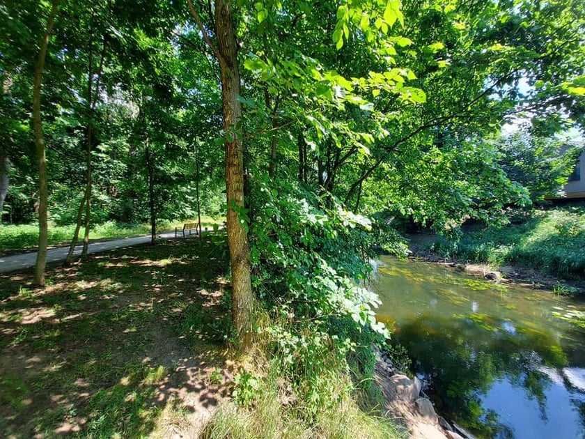 Zielony obszar nad Widawą przy ul. Fryzjerskiej
