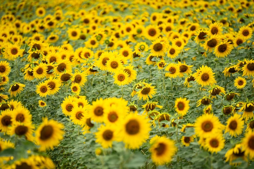 Pole słoneczników niedaleko Wrocławia