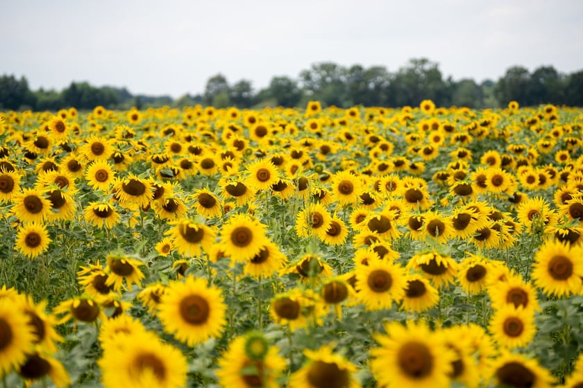 Pole słoneczników niedaleko Wrocławia