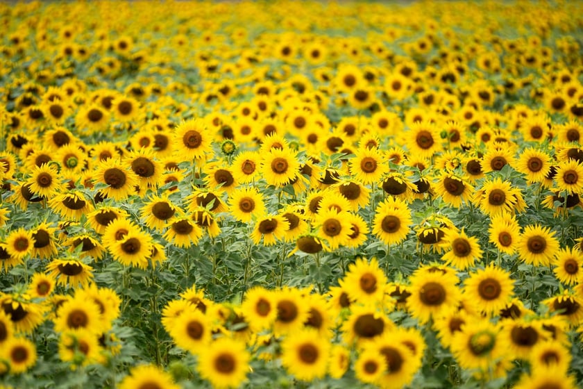 Pole słoneczników niedaleko Wrocławia