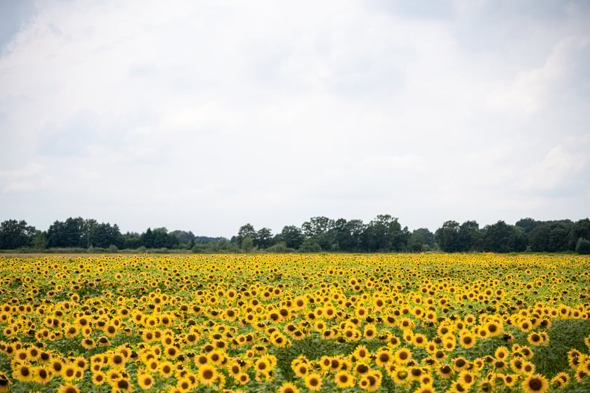 Pole słoneczników niedaleko Wrocławia