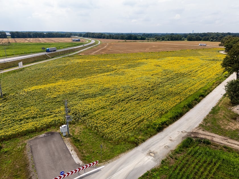 Pole słoneczników niedaleko Wrocławia
