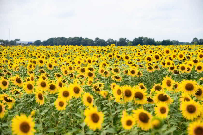 Pole słoneczników niedaleko Wrocławia