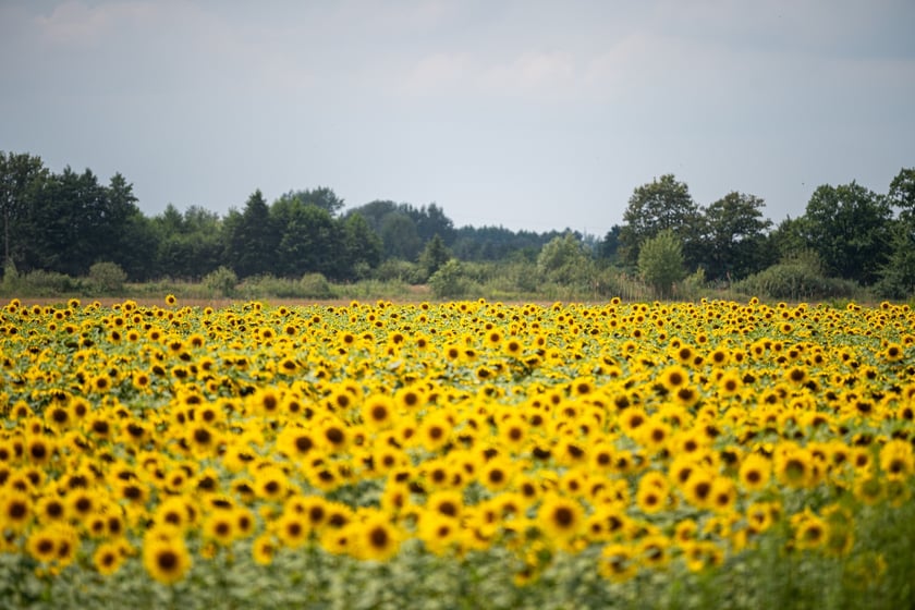 Pole słoneczników niedaleko Wrocławia